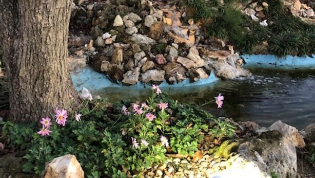 A rocky pond with a tree and pink flowers in the foreground. - Although a country setting, the cottage has all modern conveniences & comforts (Climax)
