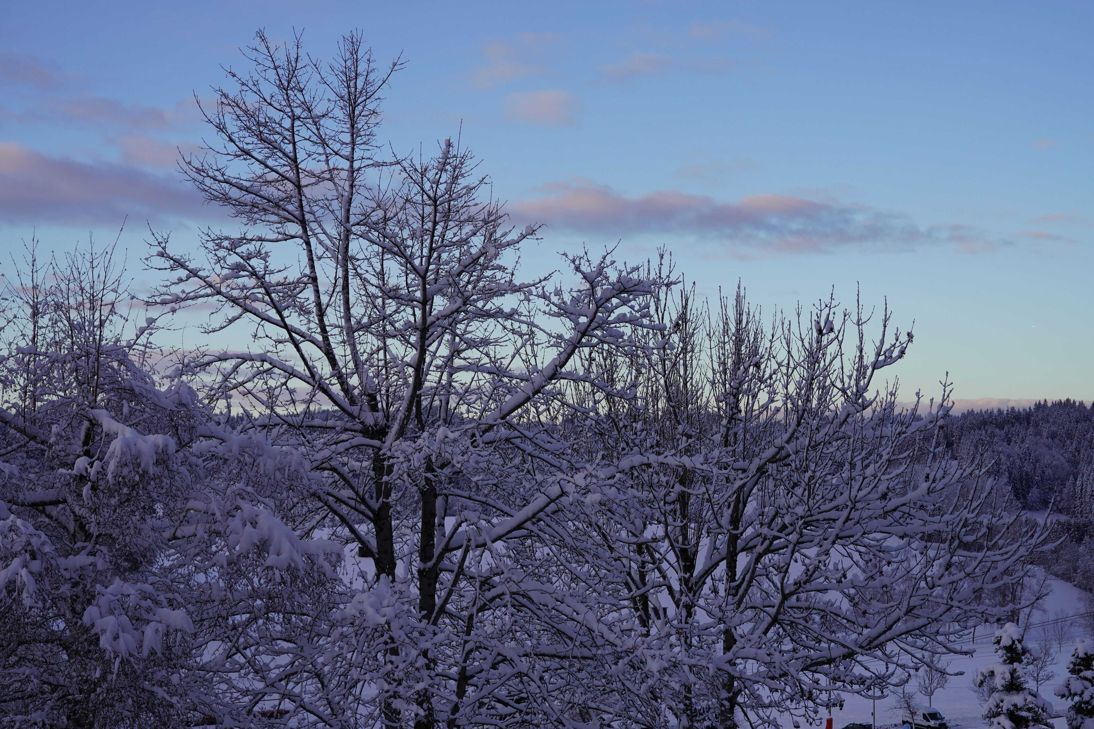 A snowy landscape with bare trees and a clear sky.