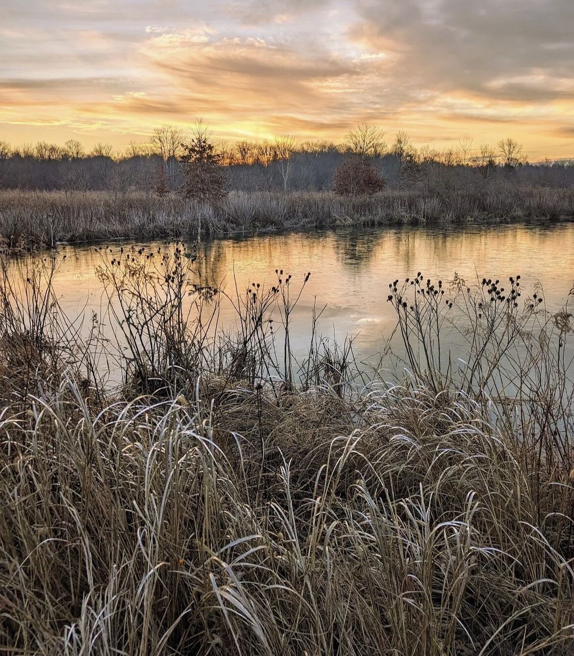 A calm lake with tall grasses in the foreground and a sunset in the background.