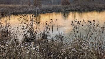 A calm lake with tall grasses in the foreground and a sunset in the background.