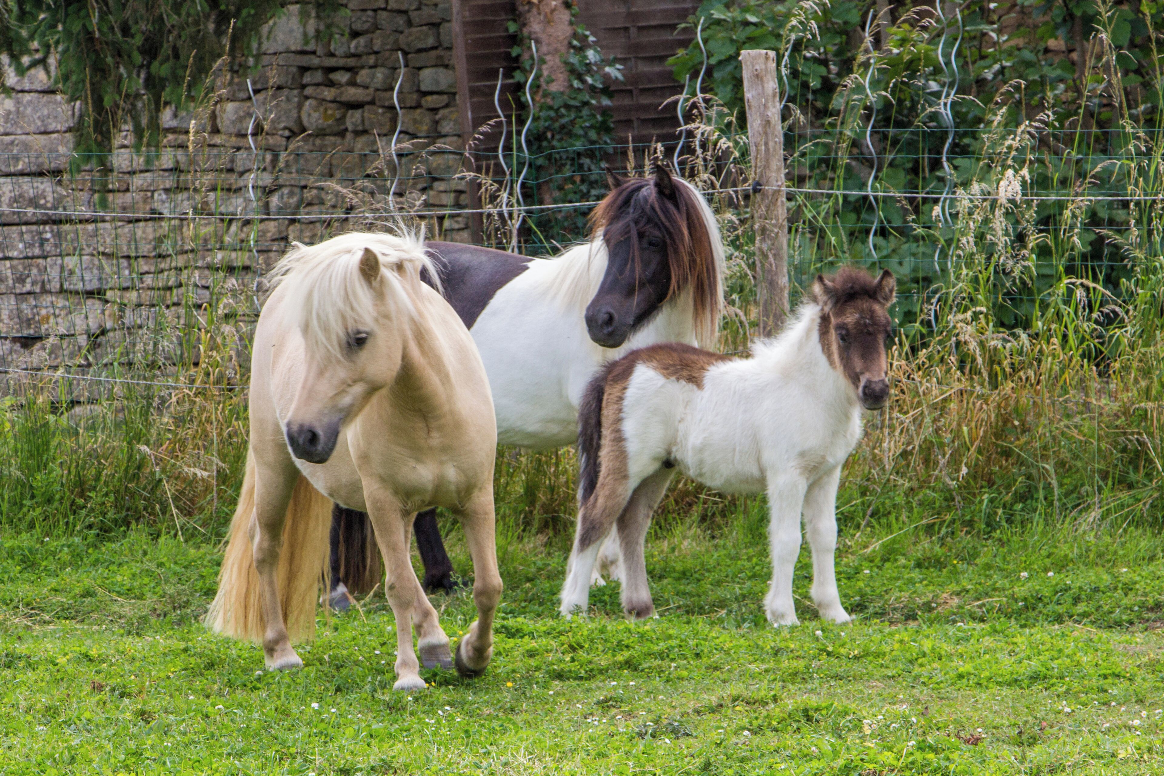 Three horses standing in a grassy area with a stone wall and a wire fence in the background.
