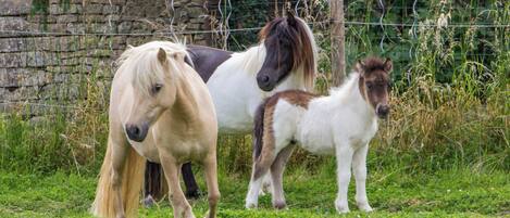 Three horses standing in a grassy area with a stone wall and a wire fence in the background.