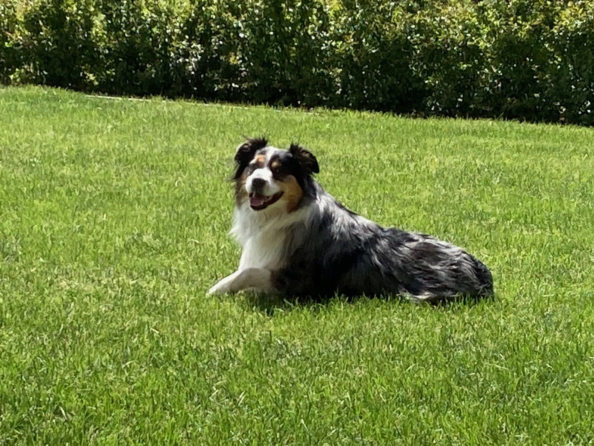 A dog lying on a grassy field.