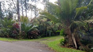 Une route asphaltée bordée de part et d’autre par une végétation tropicale dense.