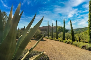 A garden with a gravel path, cypress trees, and an aloe plant.