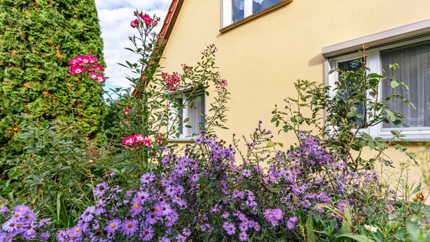 Un jardin avec des fleurs violettes devant un bâtiment doté de fenêtres et d’une porte.