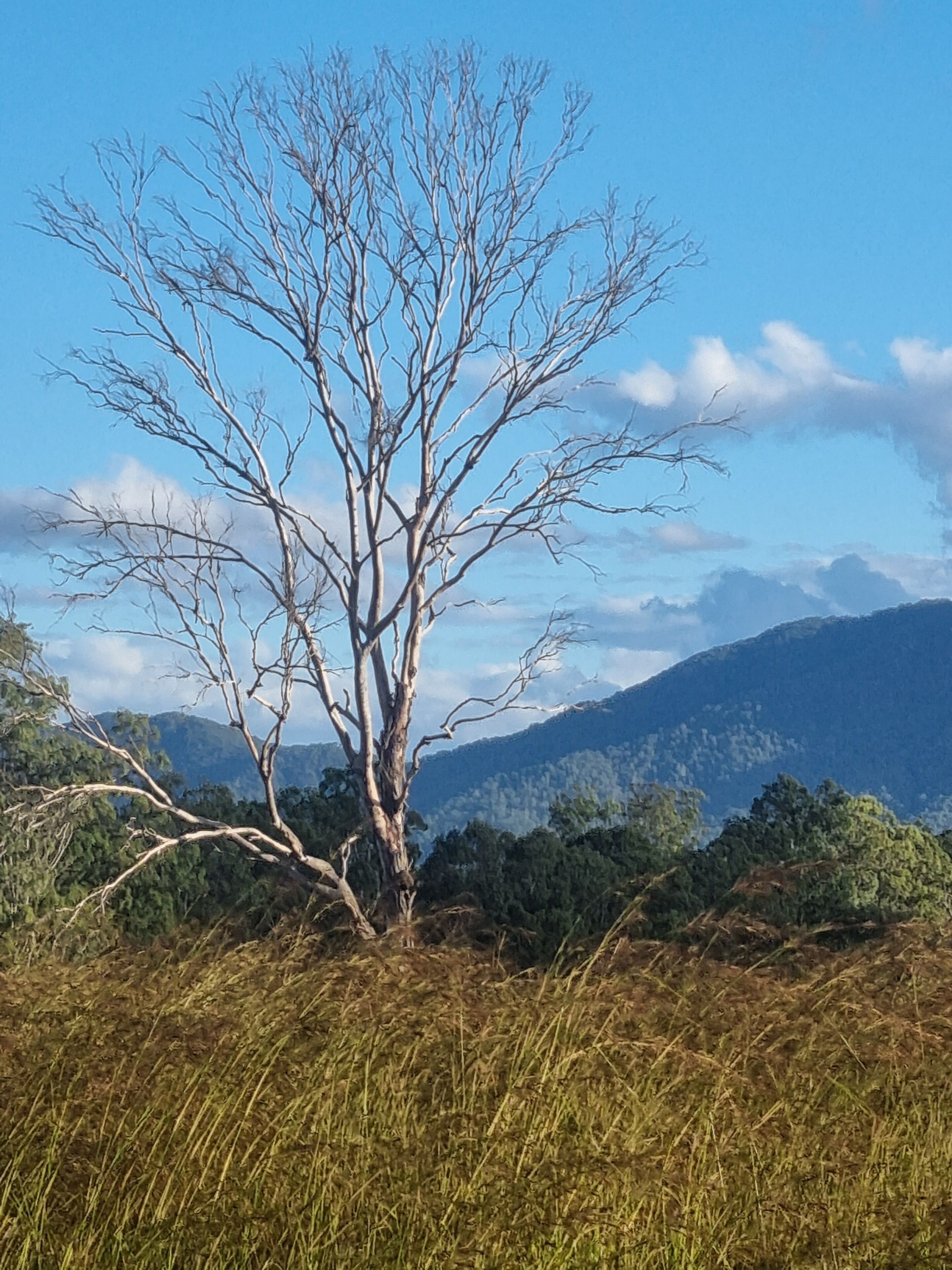 A tree in a field with mountains in the background.