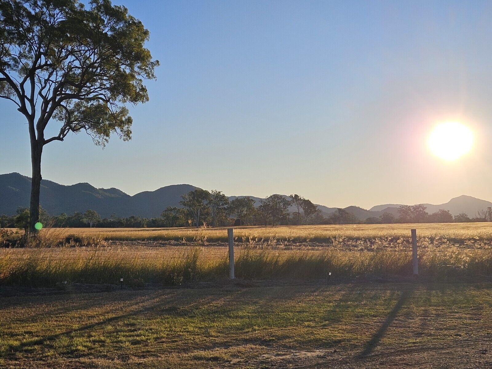A rural landscape with a large tree, a fence, and distant mountains under a clear sky.
