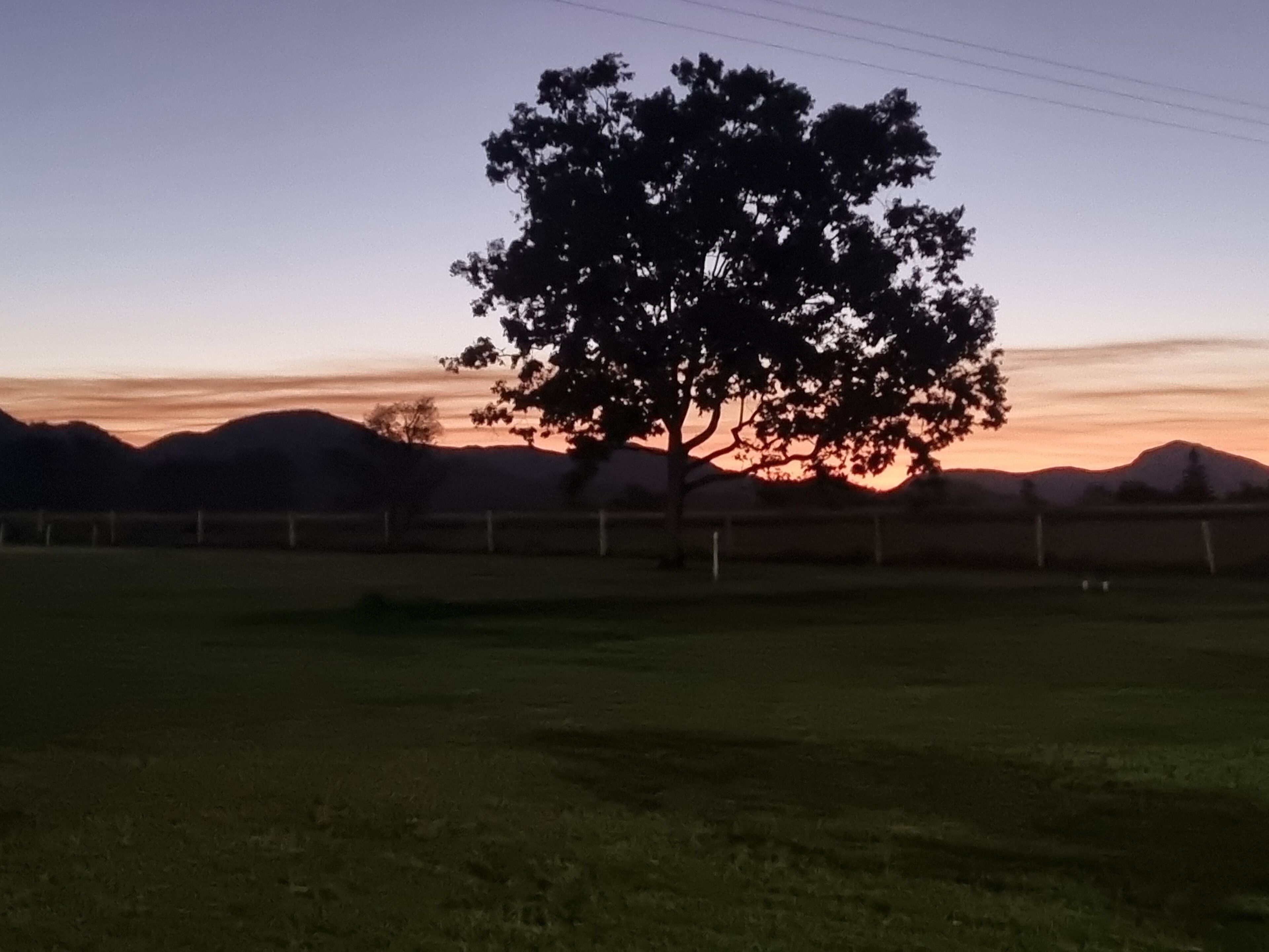 A tree in a field with a fence in the foreground and a mountain in the background.