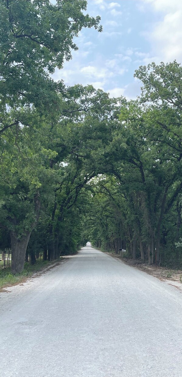Camino bordeado de árboles y un buzón a la derecha.
