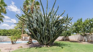 A large, dense cactus in a landscaped garden with a pool and palm trees. - ☀️🌵Tropical Desert Oasis. HEATED Pool & Spa no charge. Private, large yard 🌴🏜 (Glendale)