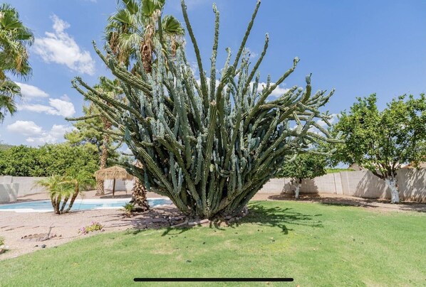 Un cactus grande y frondoso en un jardín ajardinado con piscina y palmeras.