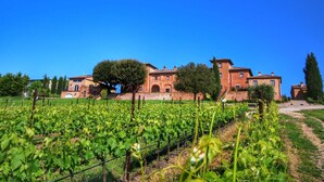 A vineyard with rows of grapevines and a historic building with brick walls and arched windows in the background.