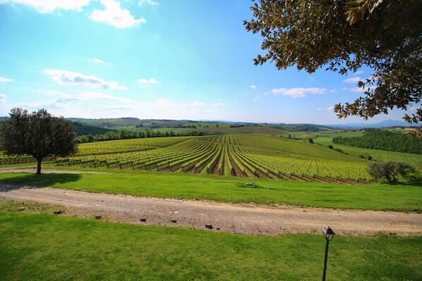 A vineyard with rows of grapevines, a dirt path, and a tree in the foreground. - Belvilla by OYO Orchidea (Montepulciano)