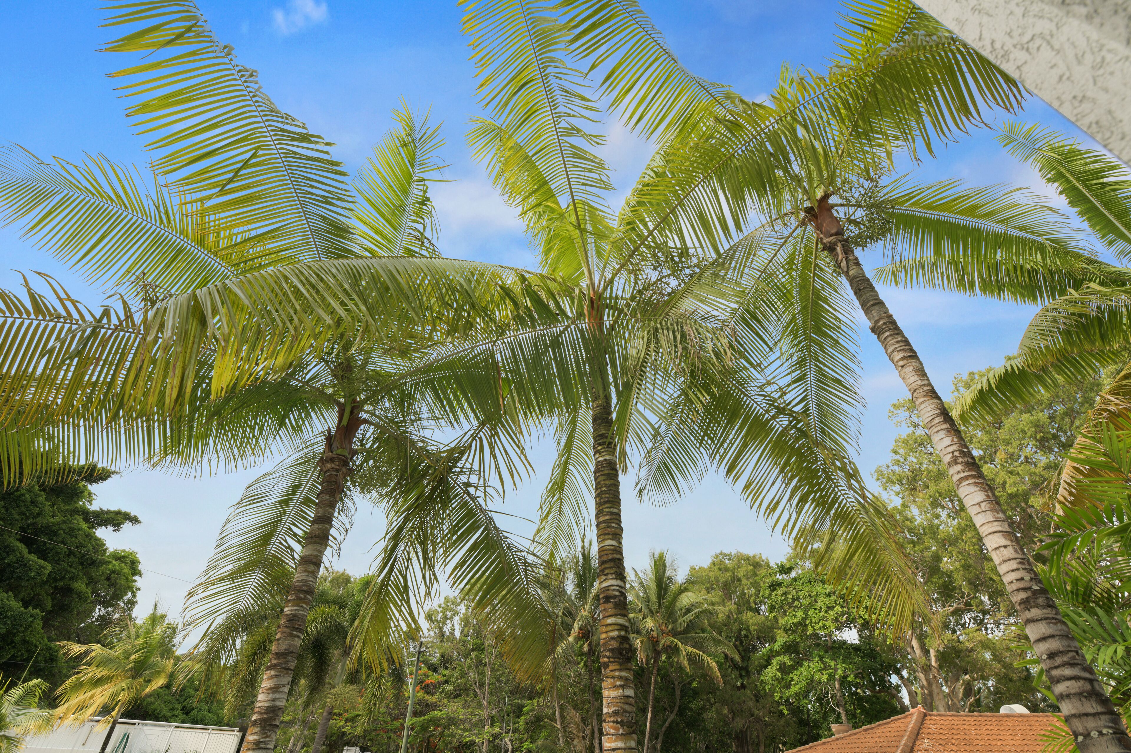 The Palms Retreat @ Alassio Beach Front Resort - Palm Cove — image 12