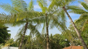 A tropical setting with palm trees and a clear sky.