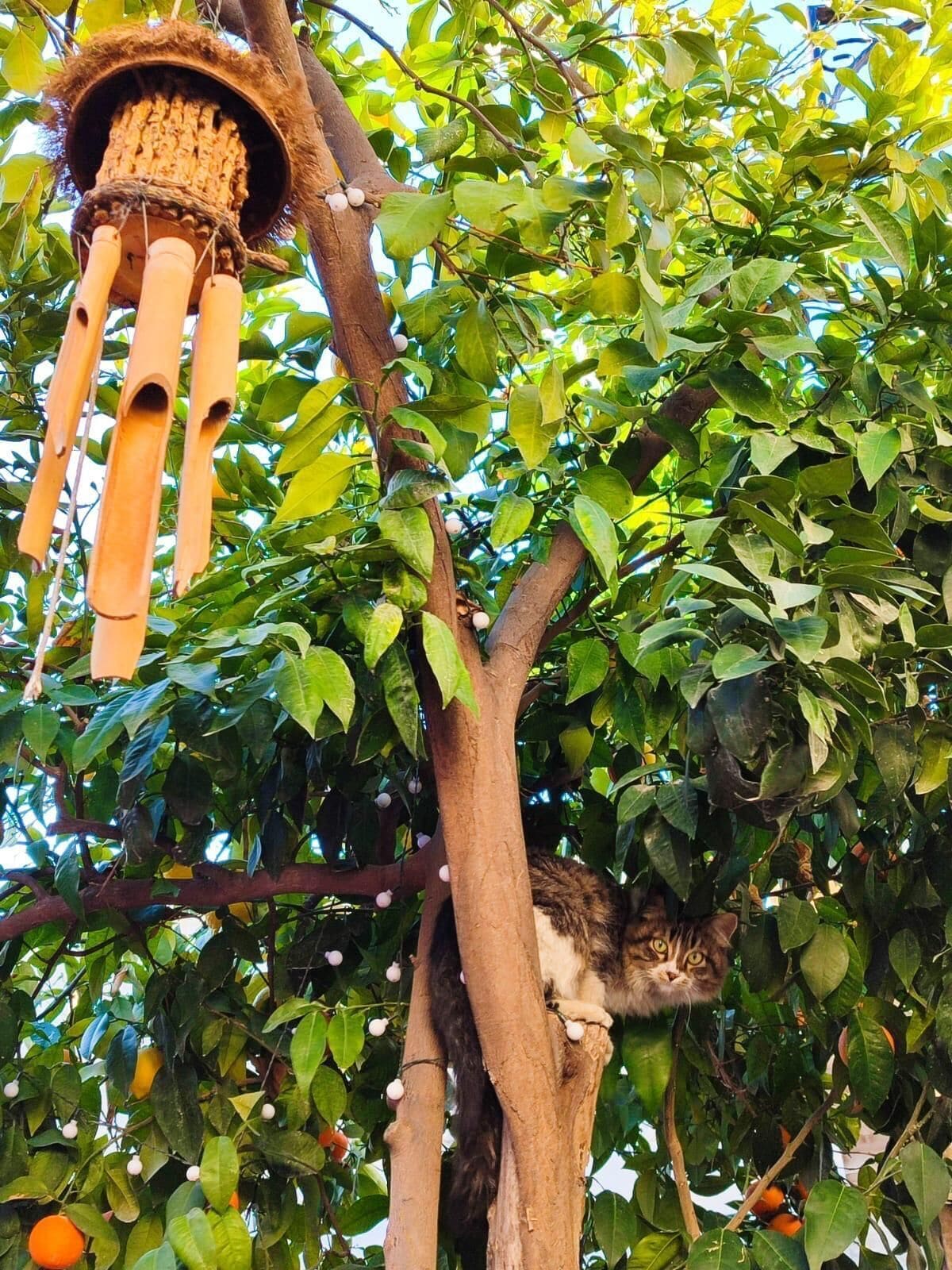 Photo - Tessera Hotel