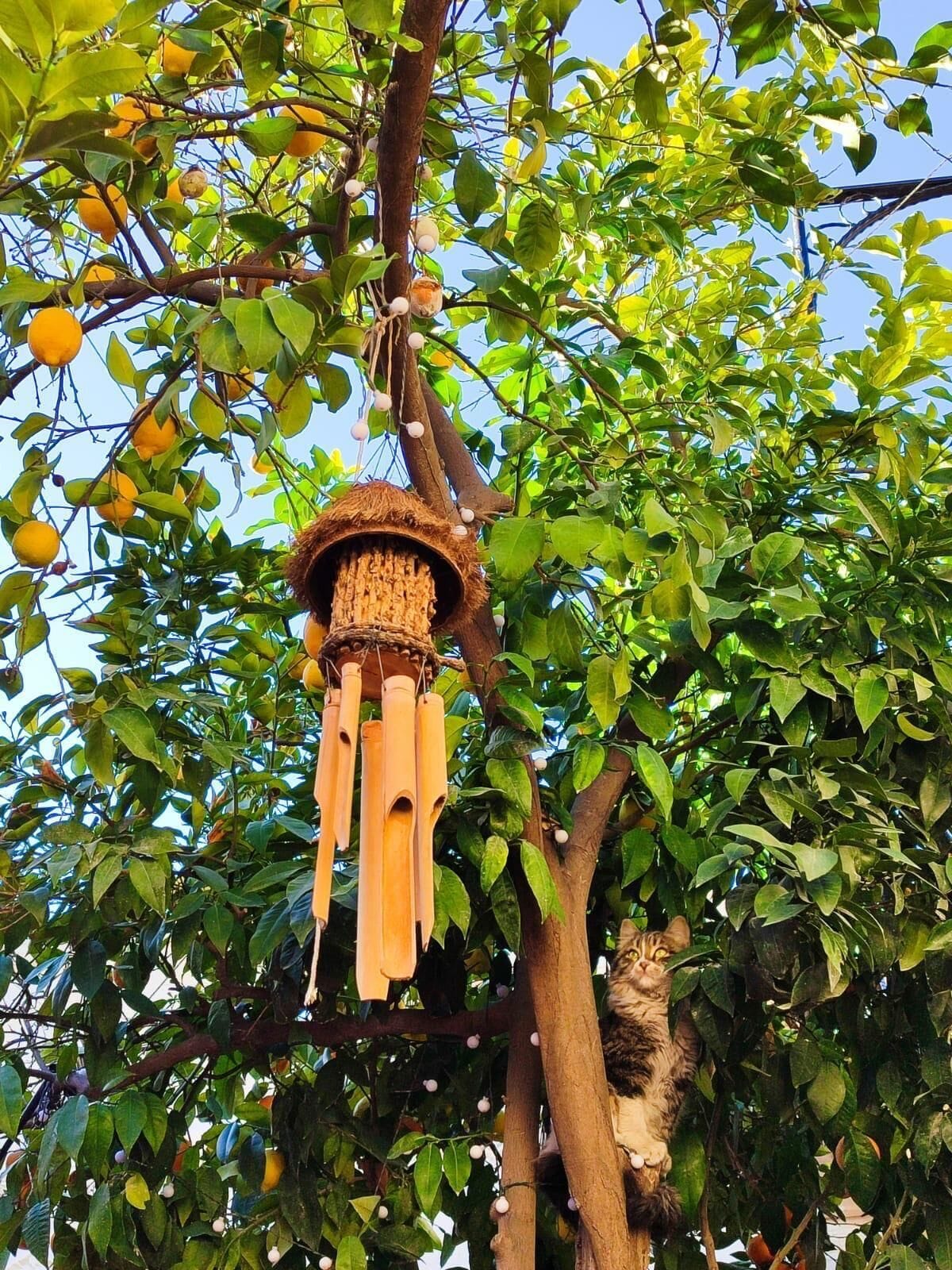 Photo - Tessera Hotel