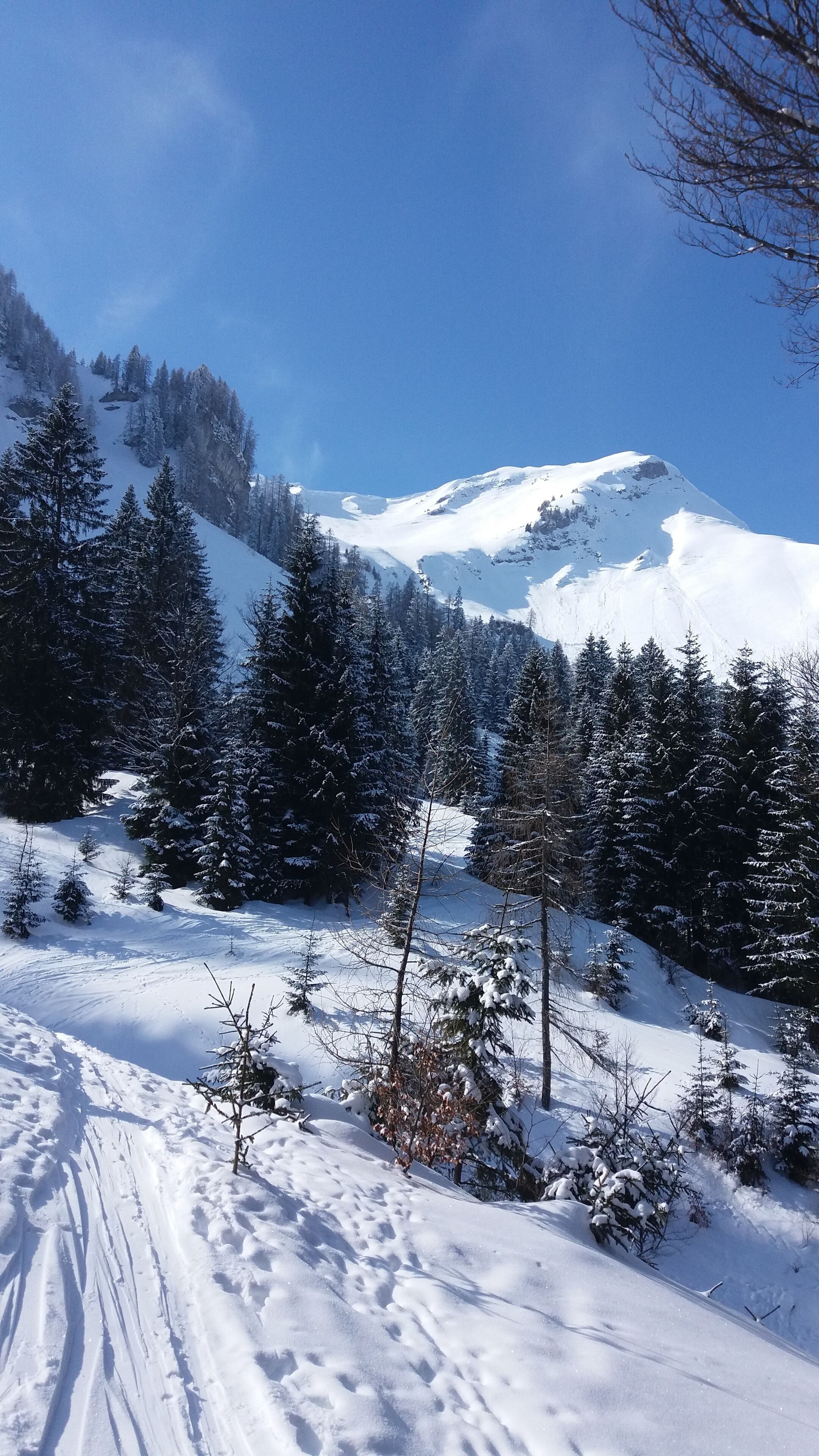 A snowy mountain landscape with dense evergreen trees and a clear blue sky.