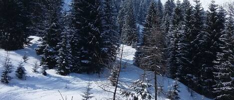 A snowy mountain landscape with dense evergreen trees and a clear blue sky.