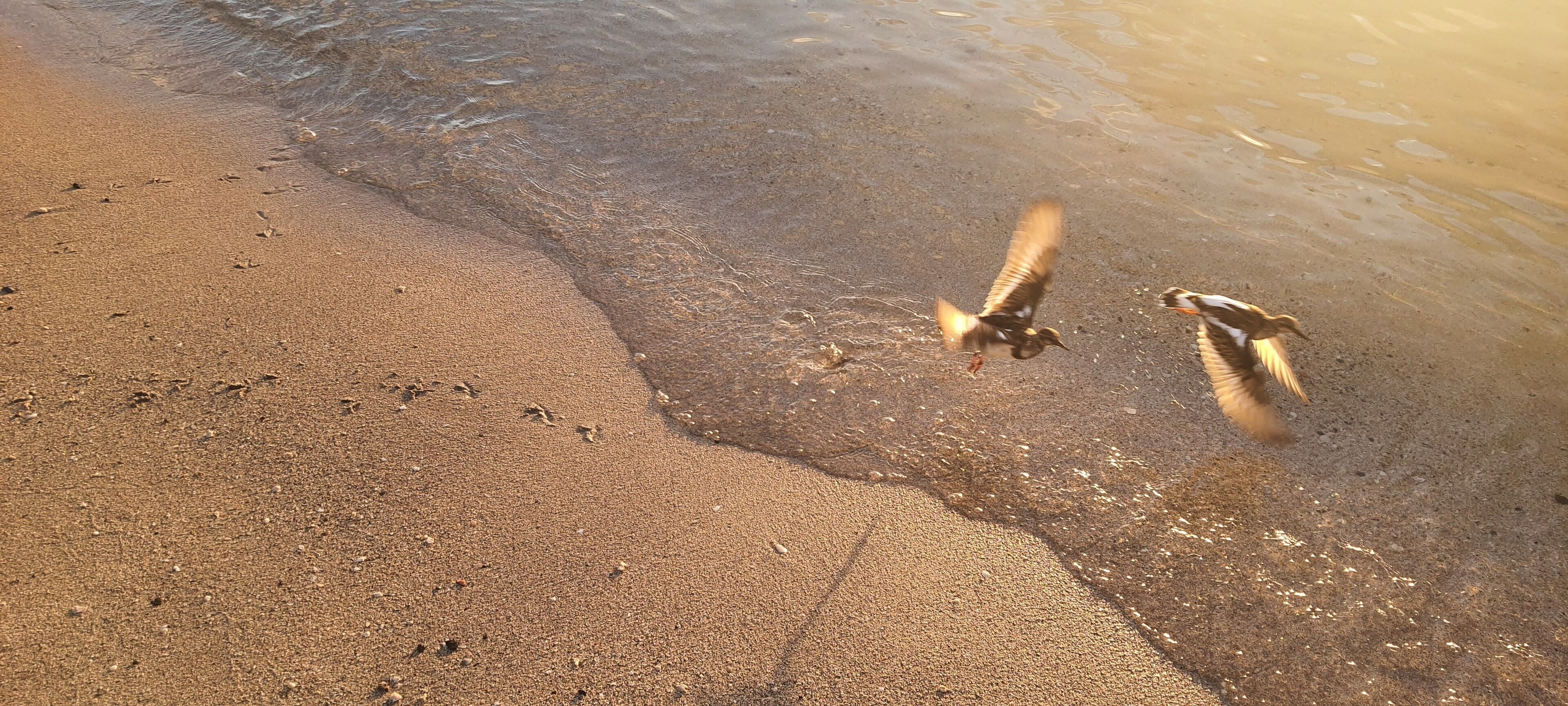 Ein Sandstrand mit Fußspuren und einem fliegenden Vogel nahe der Wasserlinie.
