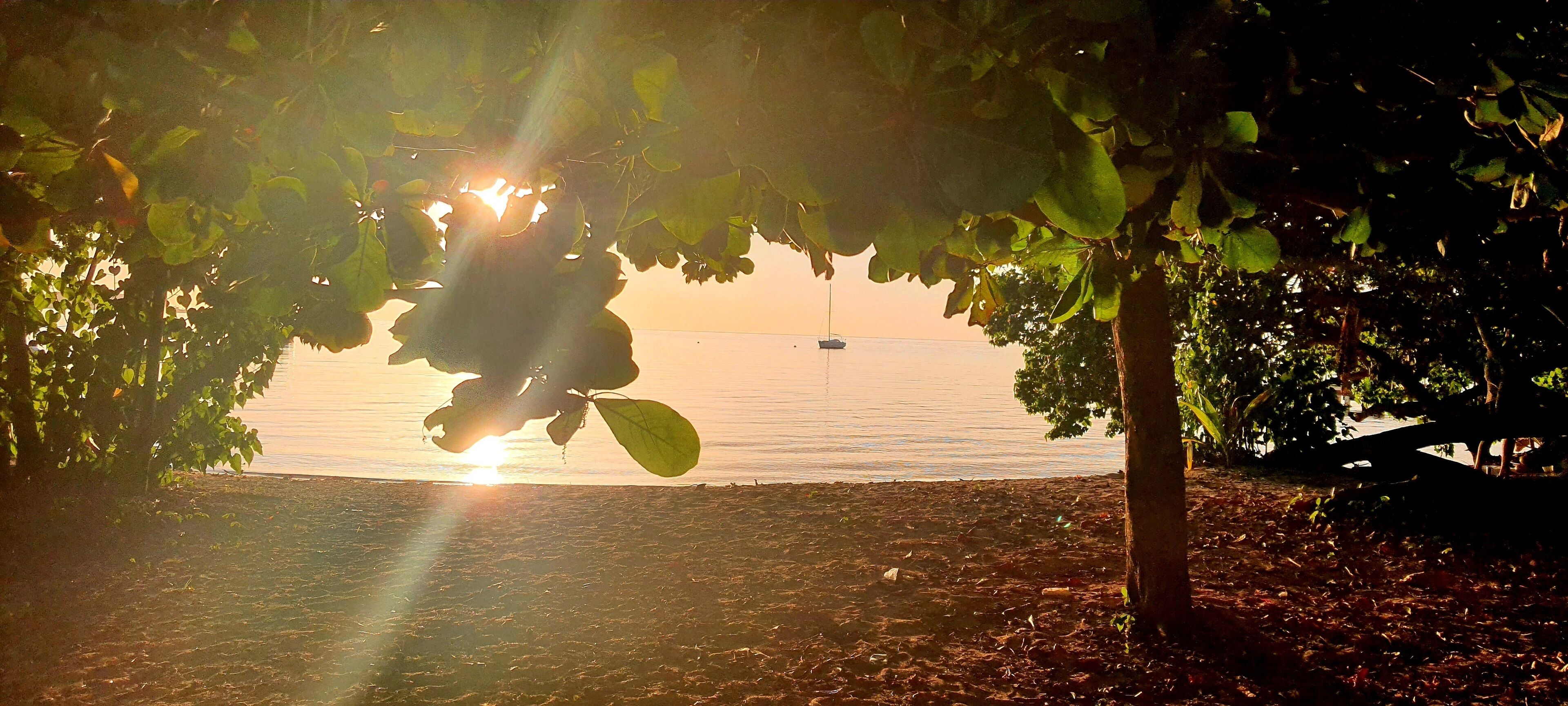 A beach scene with a boat on the water and a tree in the foreground.