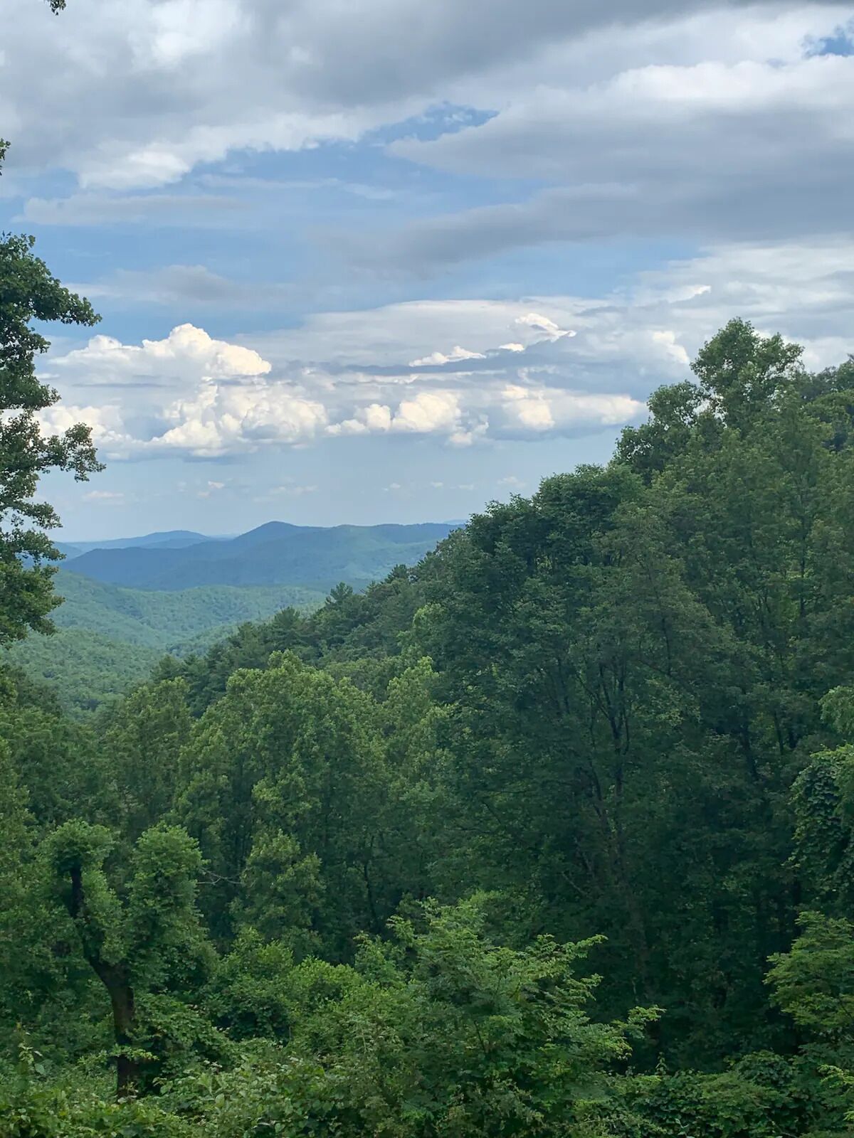 A dense forest with a mountain range in the background.