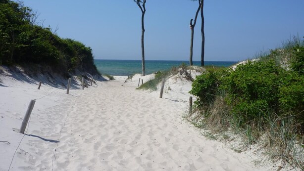 A sandy beach path leading to the ocean, flanked by trees and vegetation. - Beautiful apartment on the 1st floor! - Hafenstrasse 15 in Prerow (Prerow)