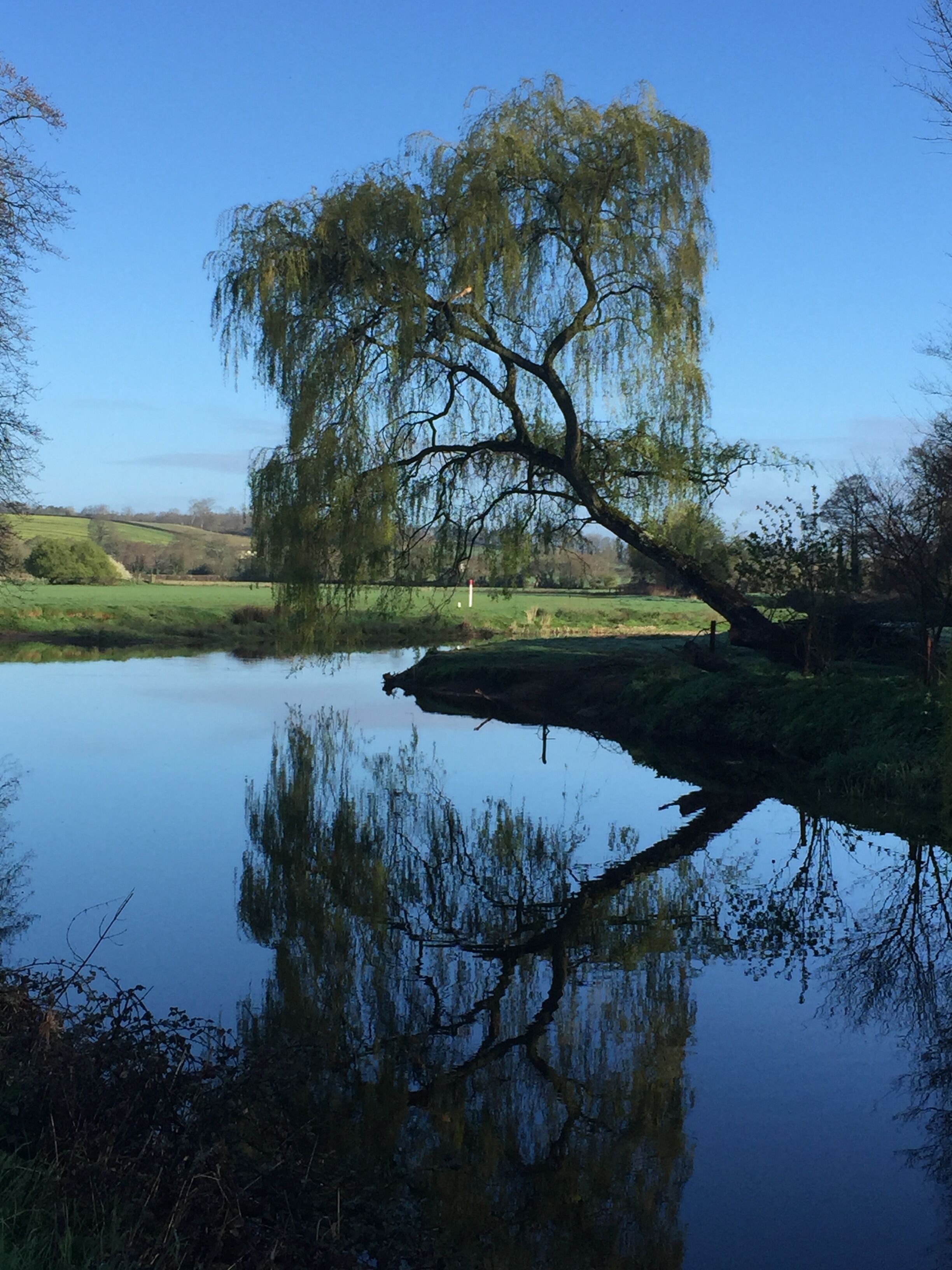 Un lago tranquilo con un sauce que se refleja en el agua, rodeado de campos de hierba y árboles.