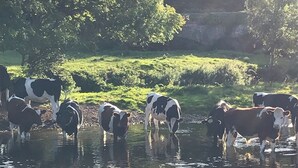 Un groupe de vaches se tient dans une étendue d’eau peu profonde, entourée de verdure et d’arbres.