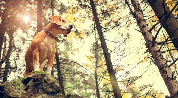 A dog standing on a rock in a forest.