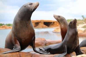 Seals rest on rocky terrain by a body of water, surrounded by a serene coastal environment.