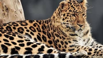 A leopard lying down with a tree trunk in the background.