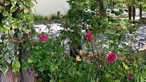 Un bâtiment rustique doté d’un jardin où poussent des rosiers et du lierre.