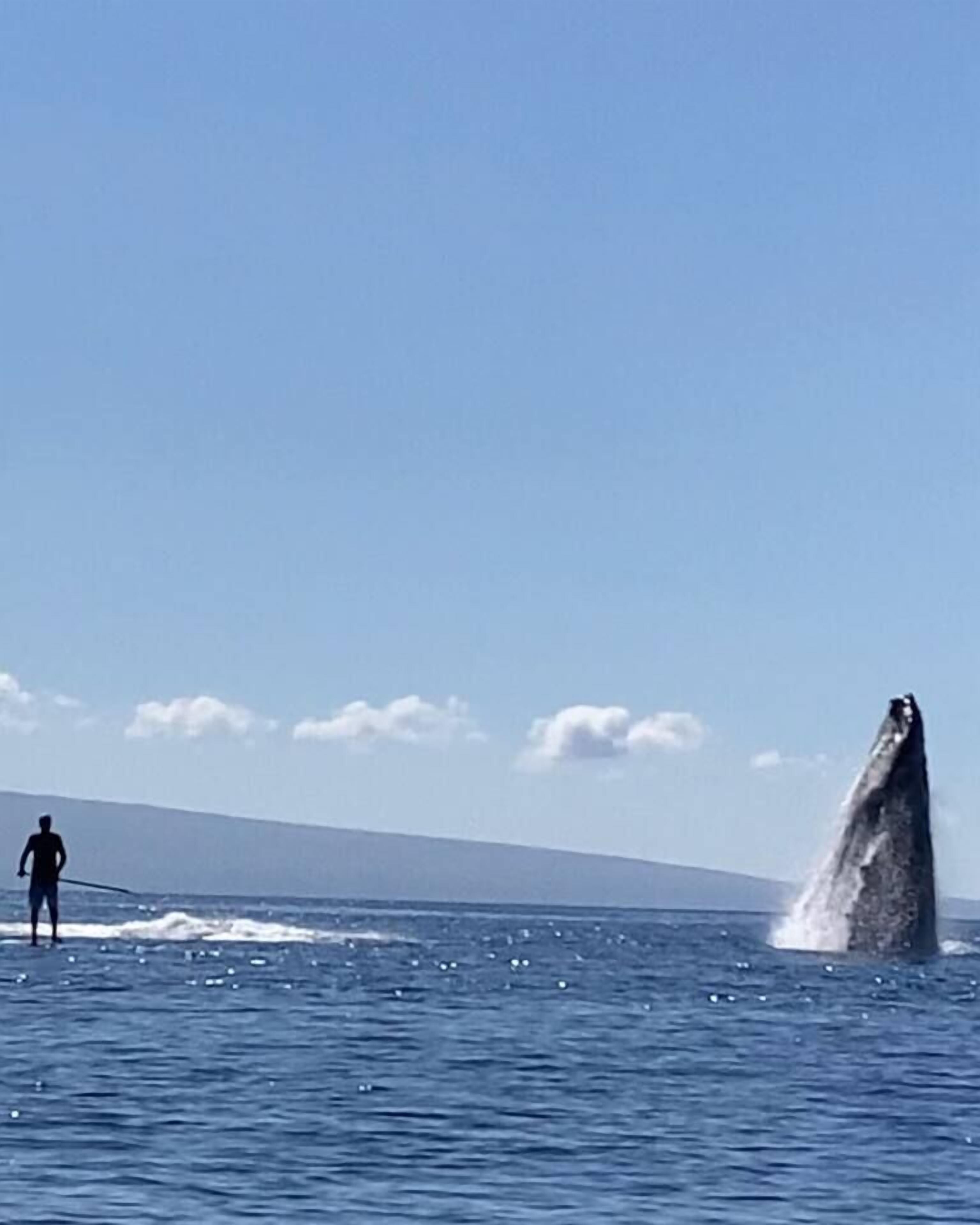 Eine Person steht auf einem Boot im Meer, im Hintergrund springt ein Wal aus dem Wasser.