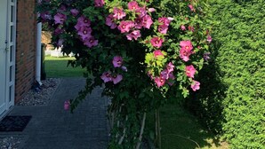 A garden with a flowering tree in front of a building.