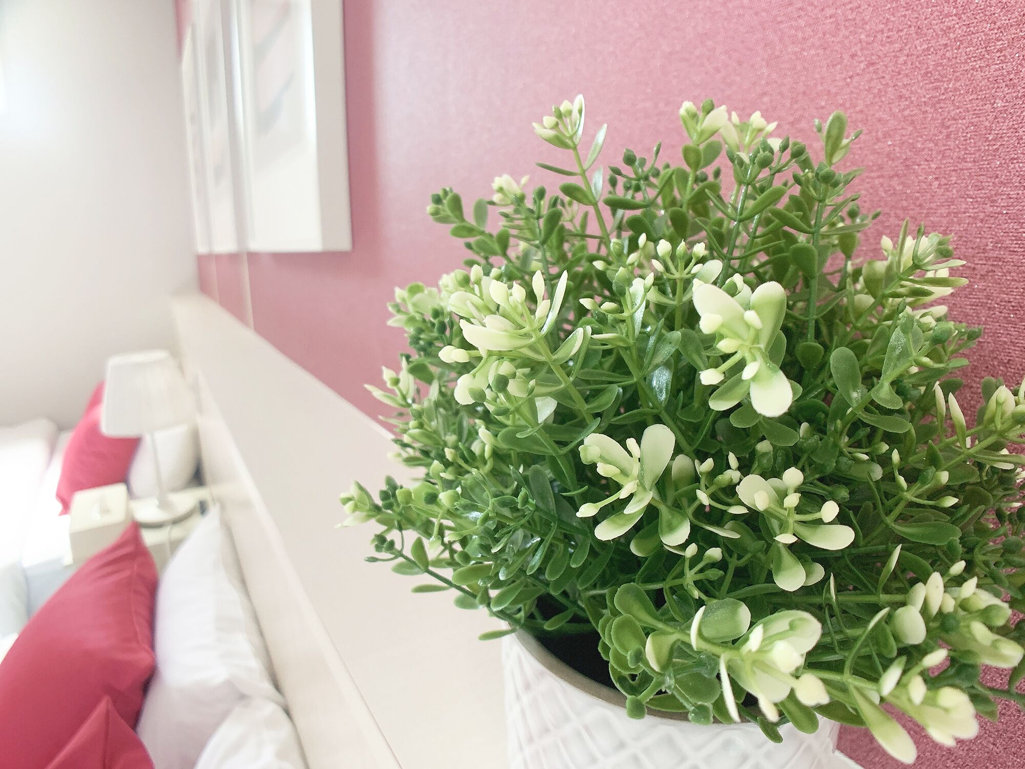Una planta en maceta con flores verdes y blancas sobre una superficie blanca.