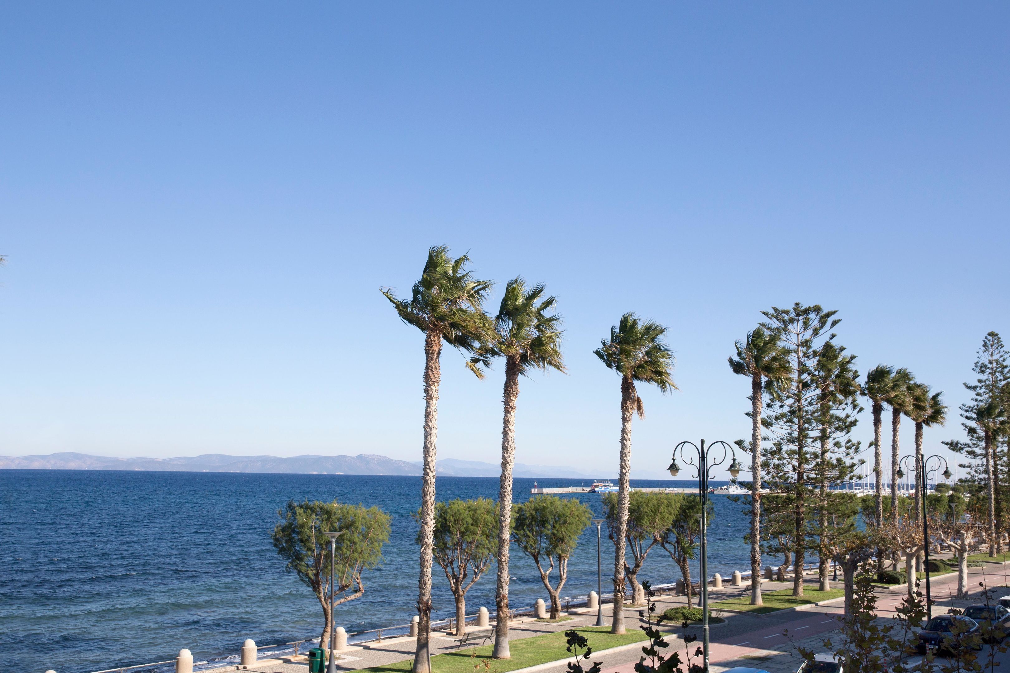 Un paseo marítimo con palmeras, cielo despejado y vista al mar.