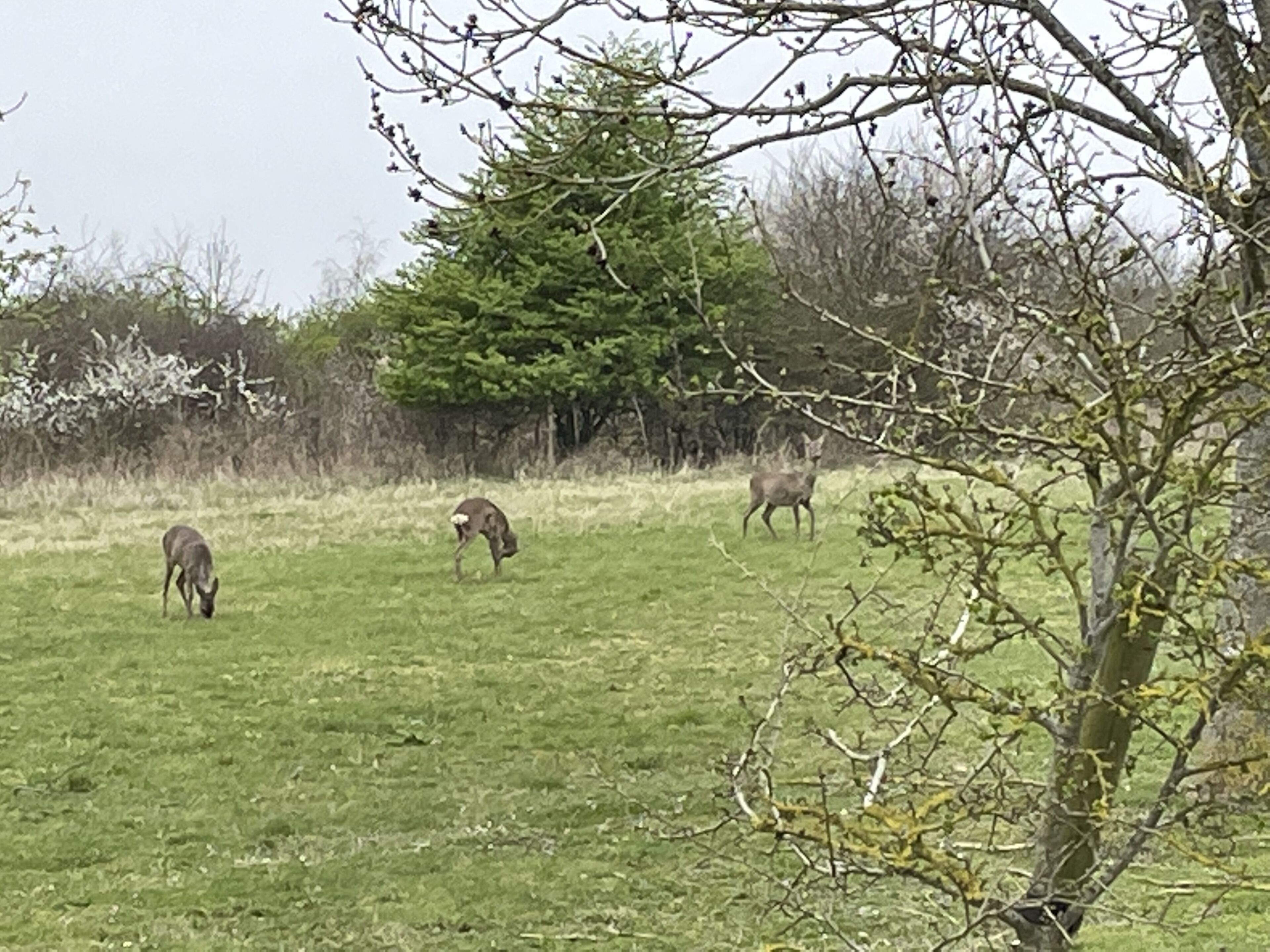 Un champ herbeux avec des arbres et un cerf aperçu au loin.