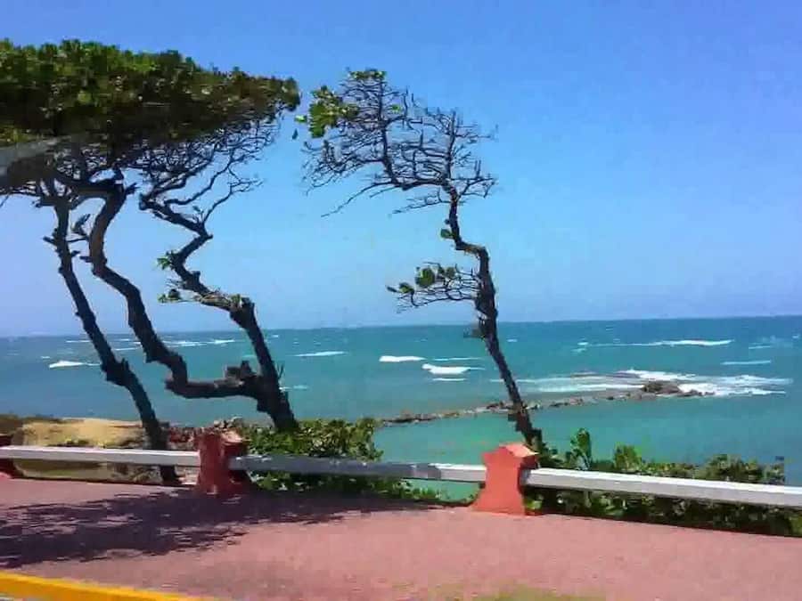 A coastal road with a guardrail, trees, and the ocean in the background.