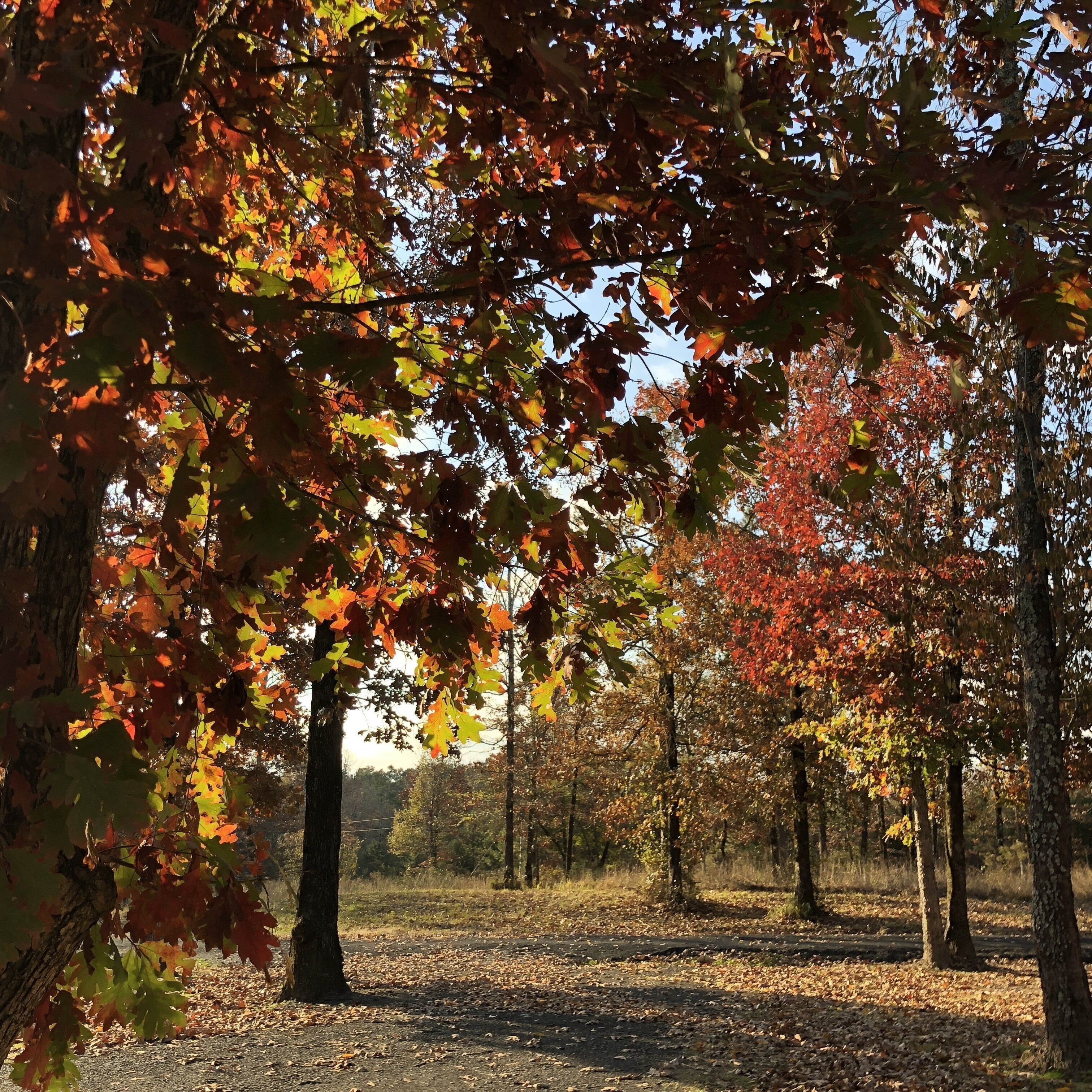 A forest with trees displaying autumn foliage.