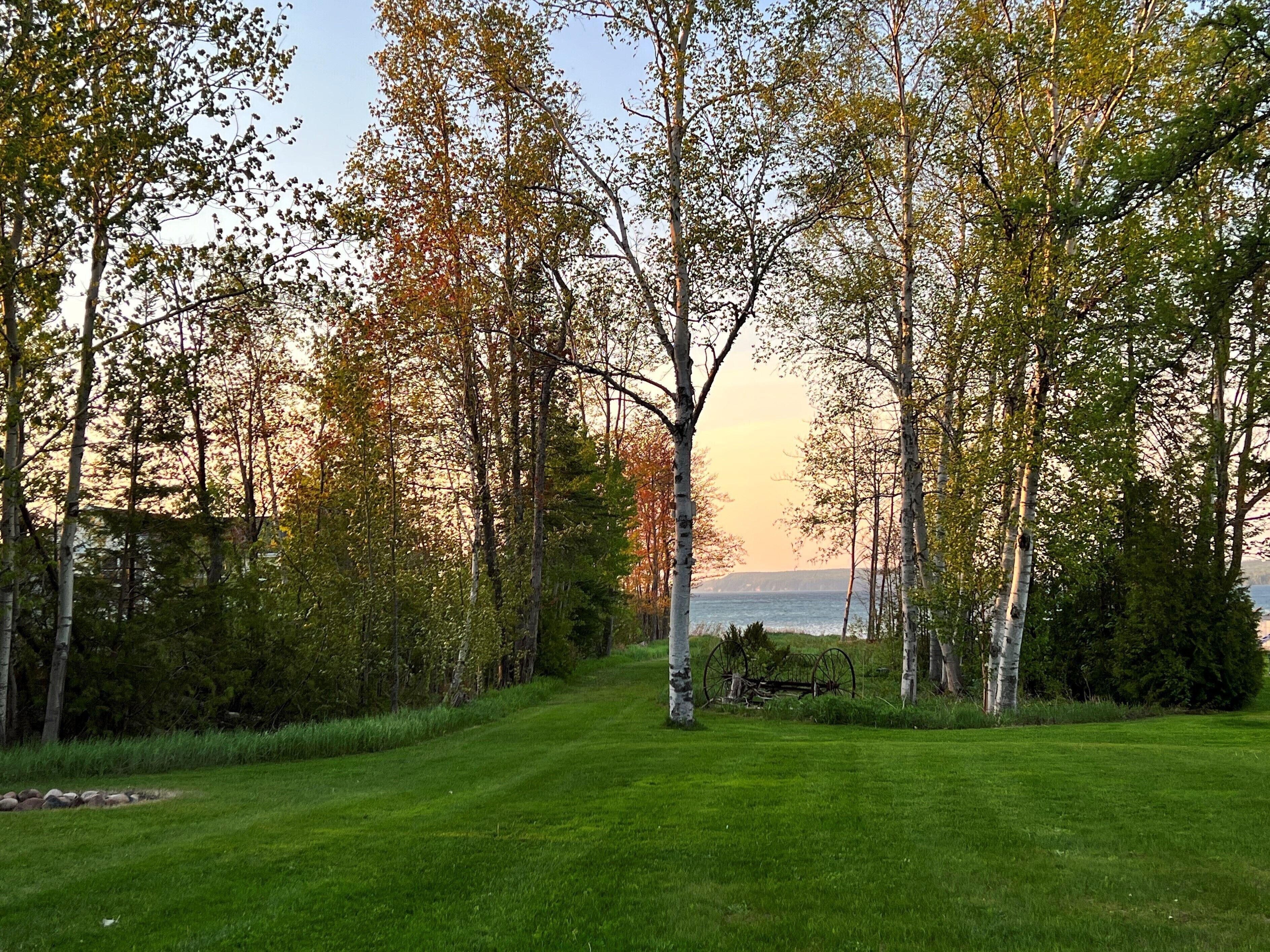 A grassy pathway lined with trees leading to a body of water.