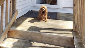 Un perro sentado en un porche de madera con una puerta blanca y una ventana de diseño decorativo.