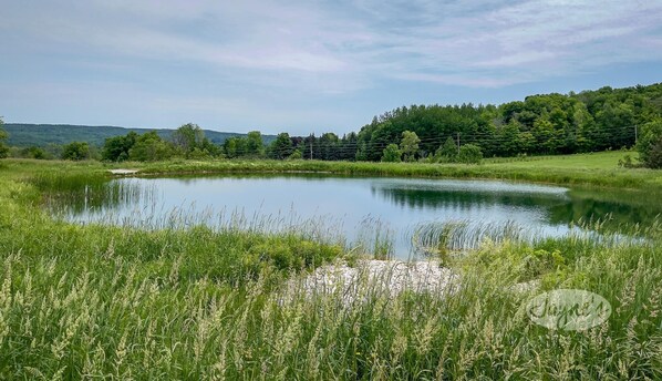 A serene pond surrounded by lush greenery and trees.