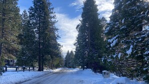 Una carretera nevada bordeada por altos árboles de hoja perenne.
