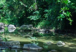 A serene forest stream with rocks and dense foliage.