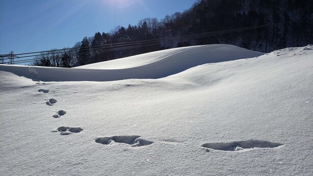 Sneeuw- en skisporten