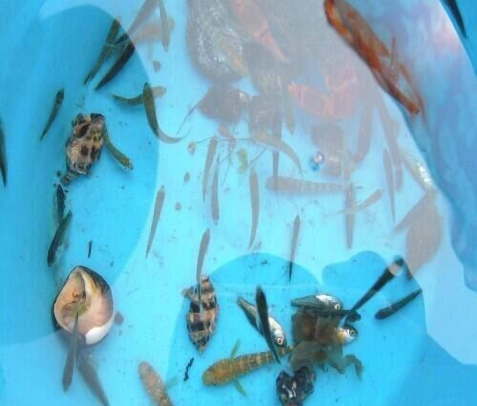 Diverse