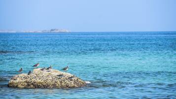 A rocky outcrop with birds perched on it, surrounded by calm sea water.