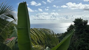 Blick auf eine Küstenlandschaft mit einer Bananenpflanze im Vordergrund und einem Gewässer im Hintergrund.